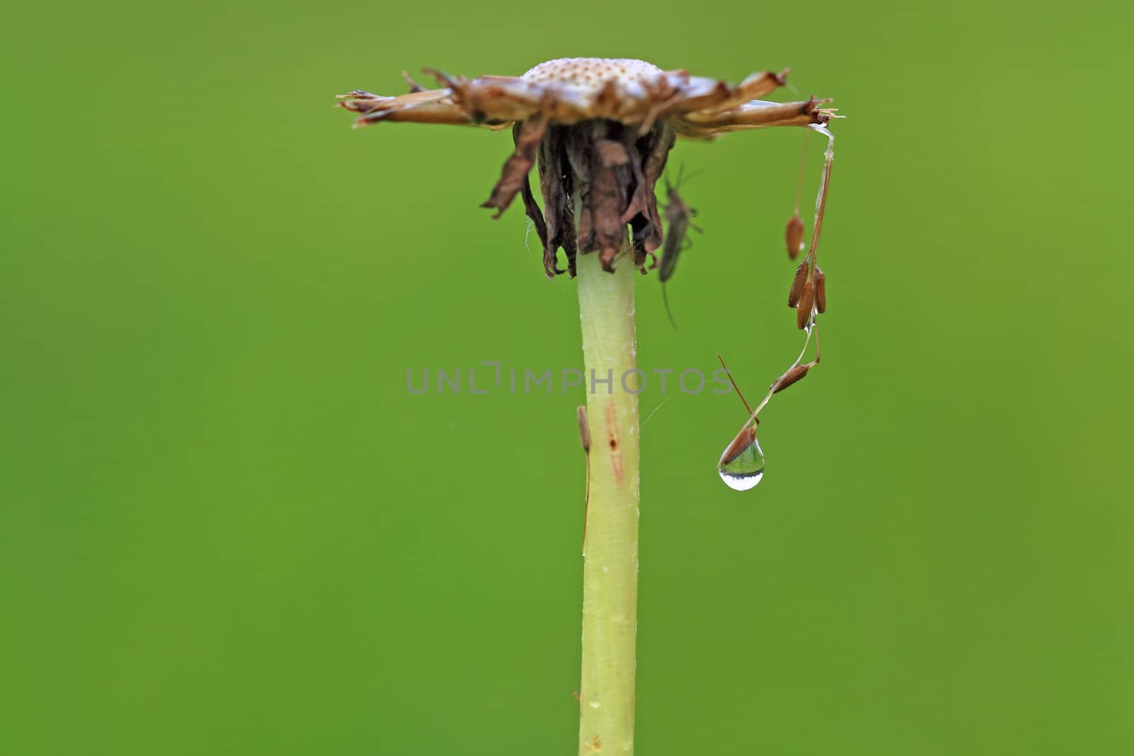 rain dripped on green herb