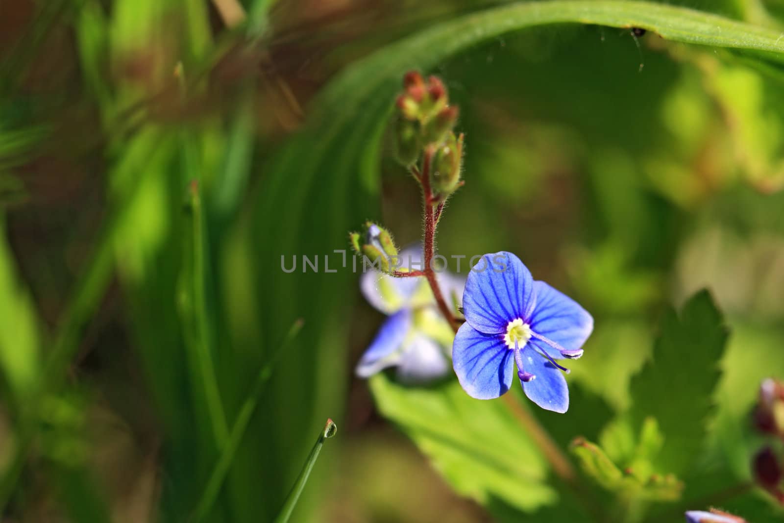 blue field flower amongst green herb