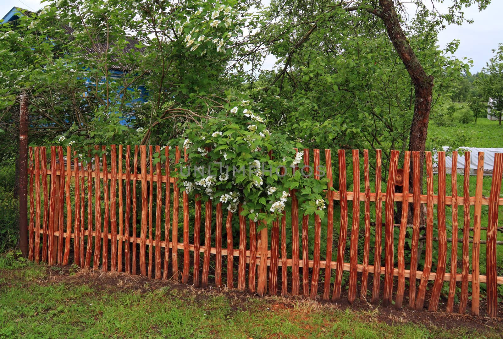 flowering viburnum near wood fence by basel101658