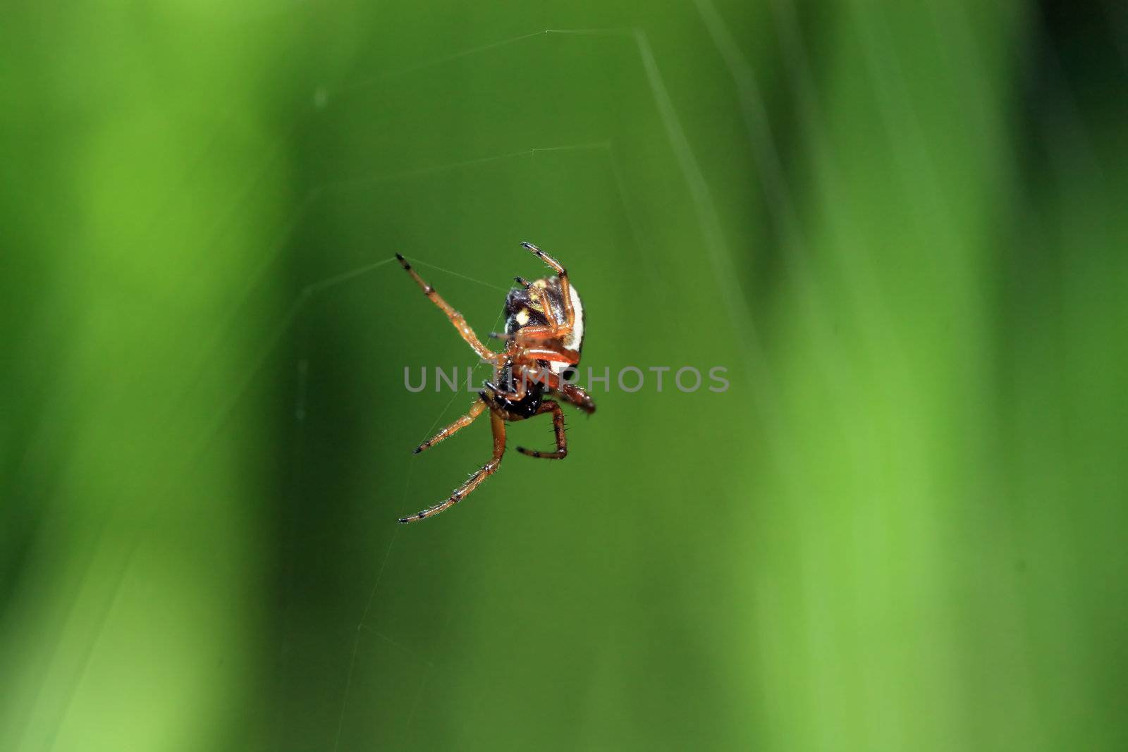 red spider on green background