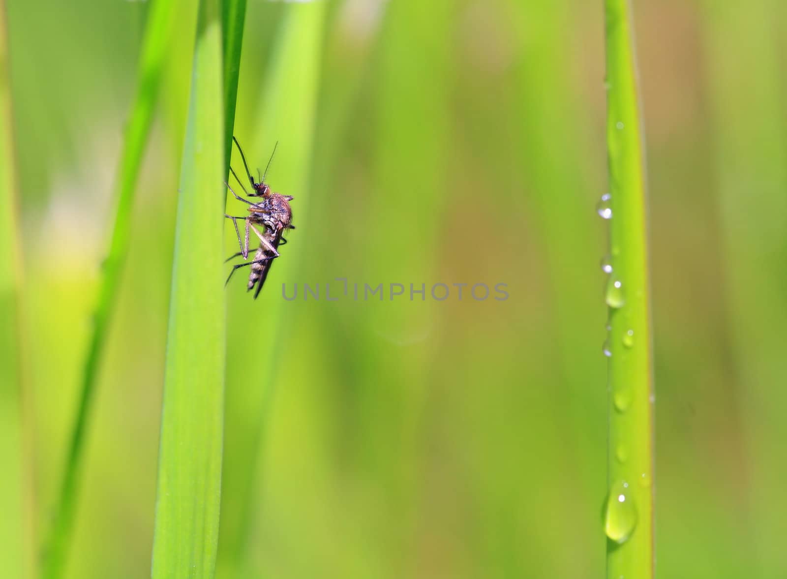 small midge on green background by basel101658
