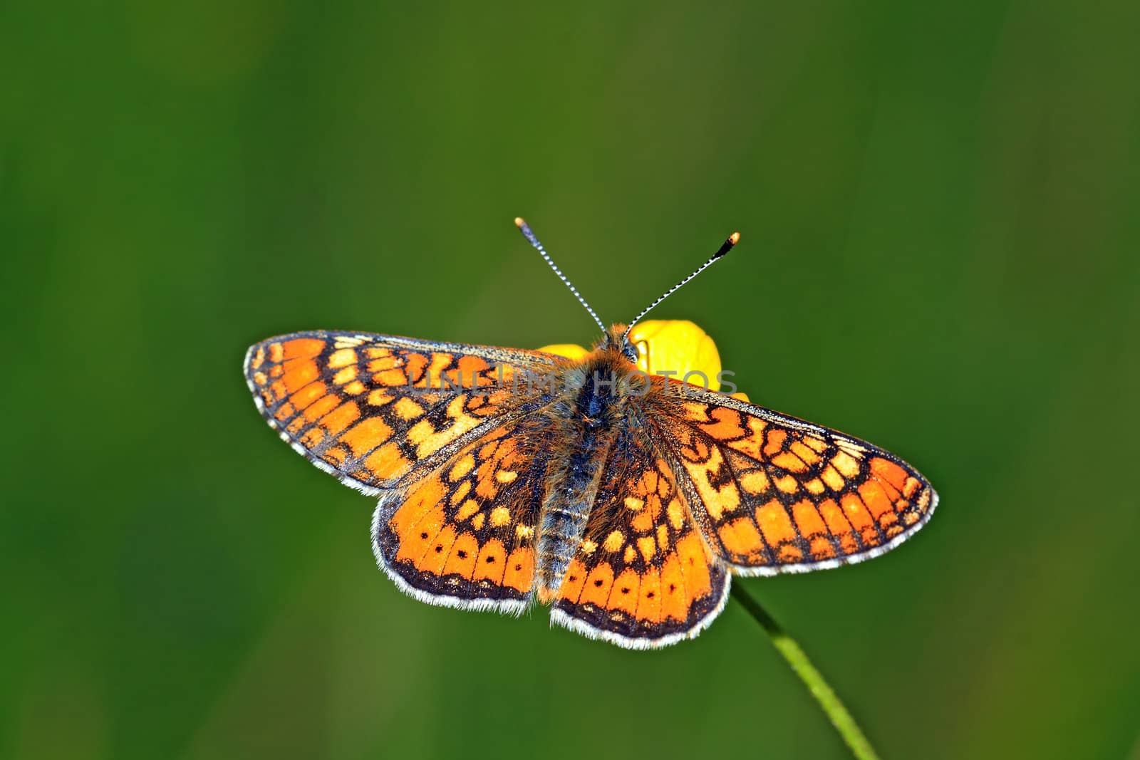 orange butterfly amongst green herb by basel101658