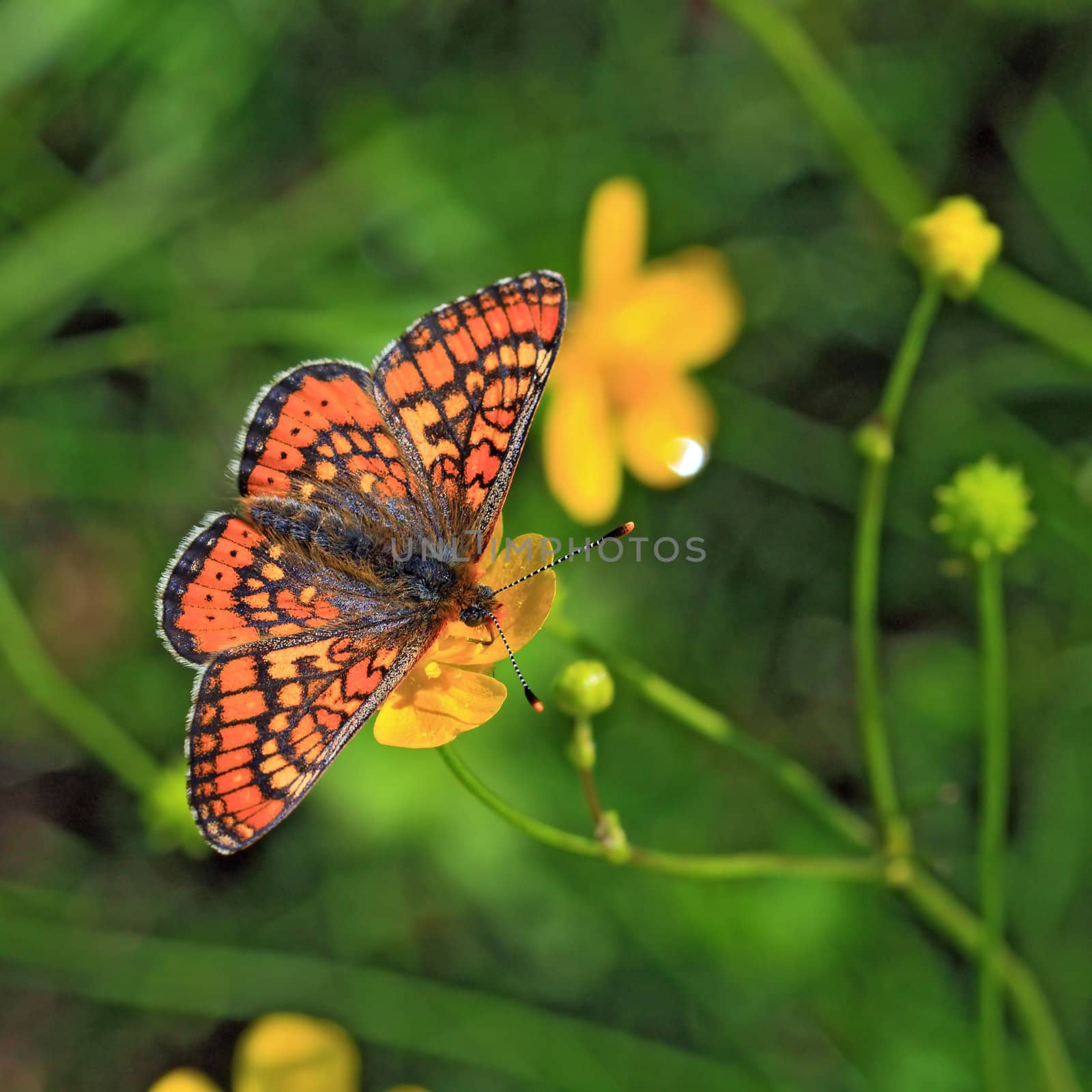 red butterfly on yellow flower by basel101658