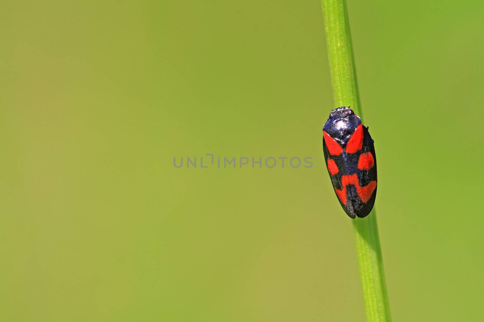 red bug on green background