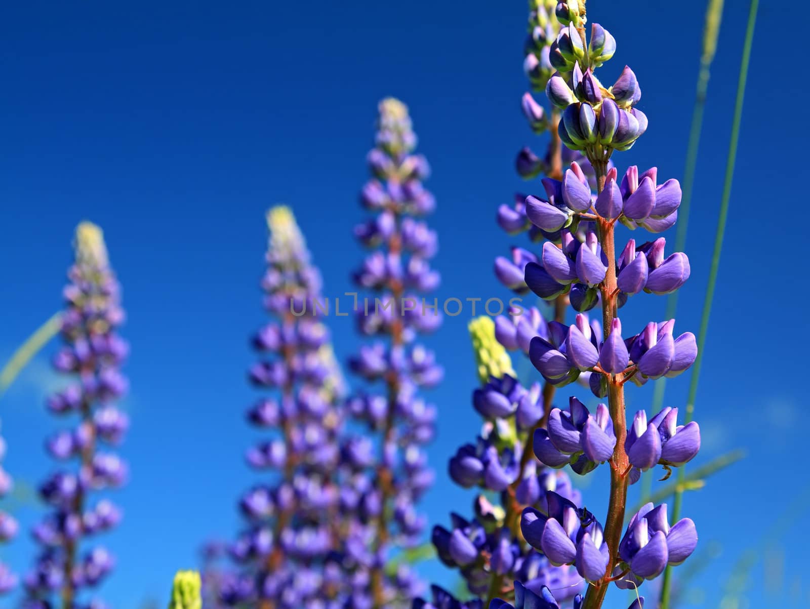 blue lupines on summer field by basel101658