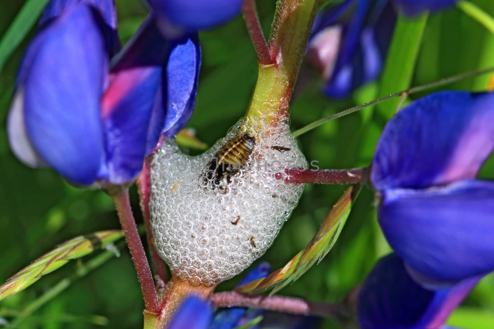 maggot in white spume on lupine stalk