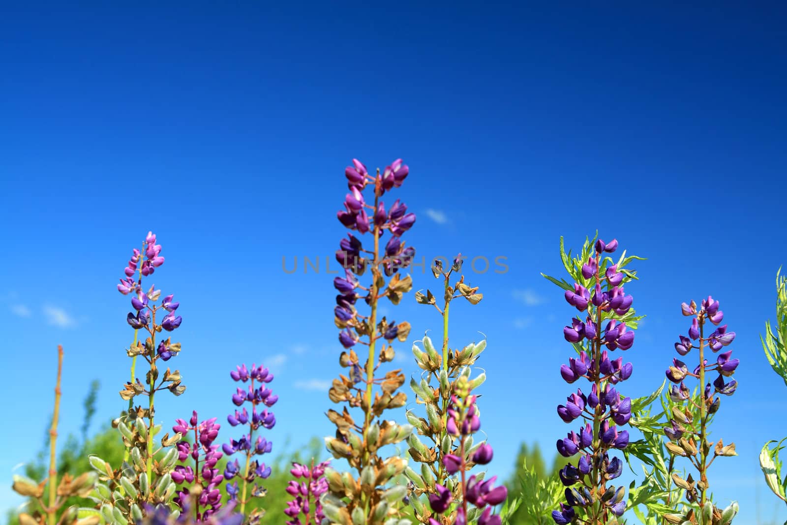 blue lupines on blue background