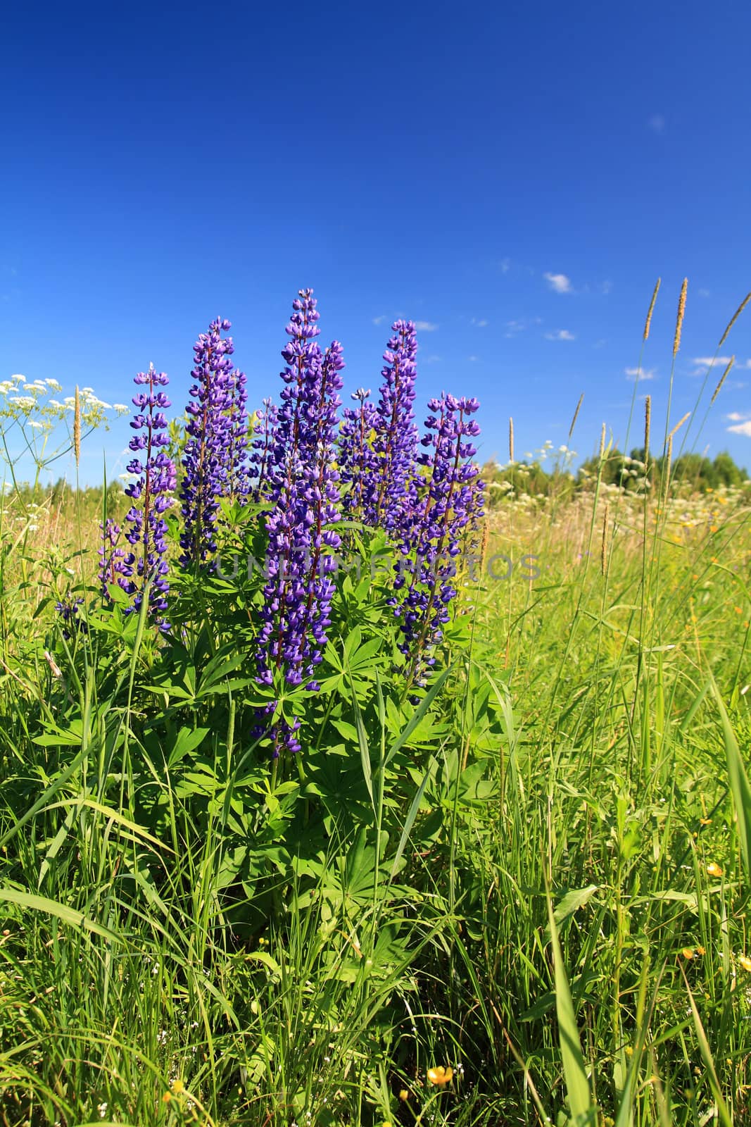 blue lupines on summer field by basel101658