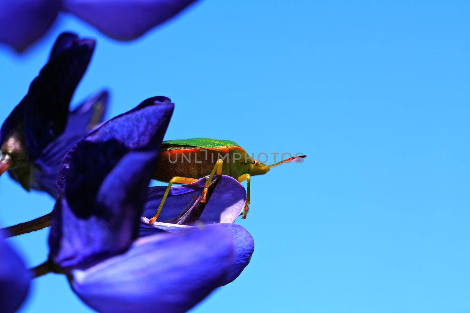 green bedbug on blue lupine by basel101658