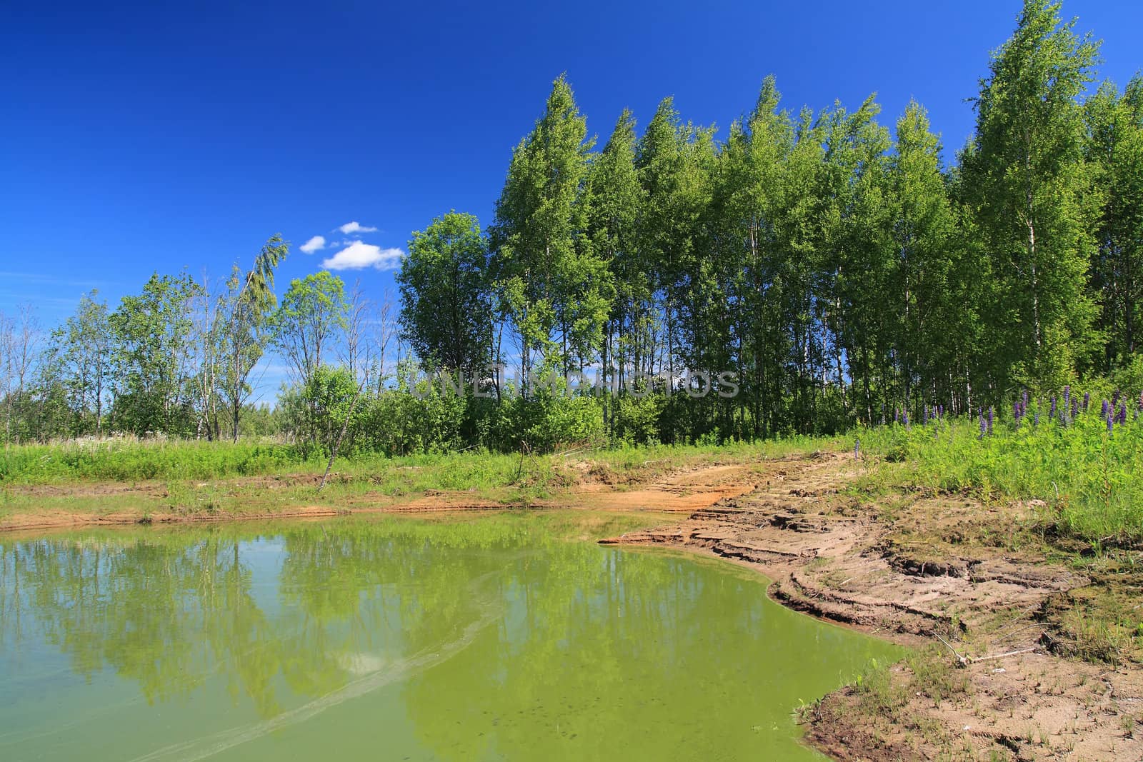 green lake in summer wood