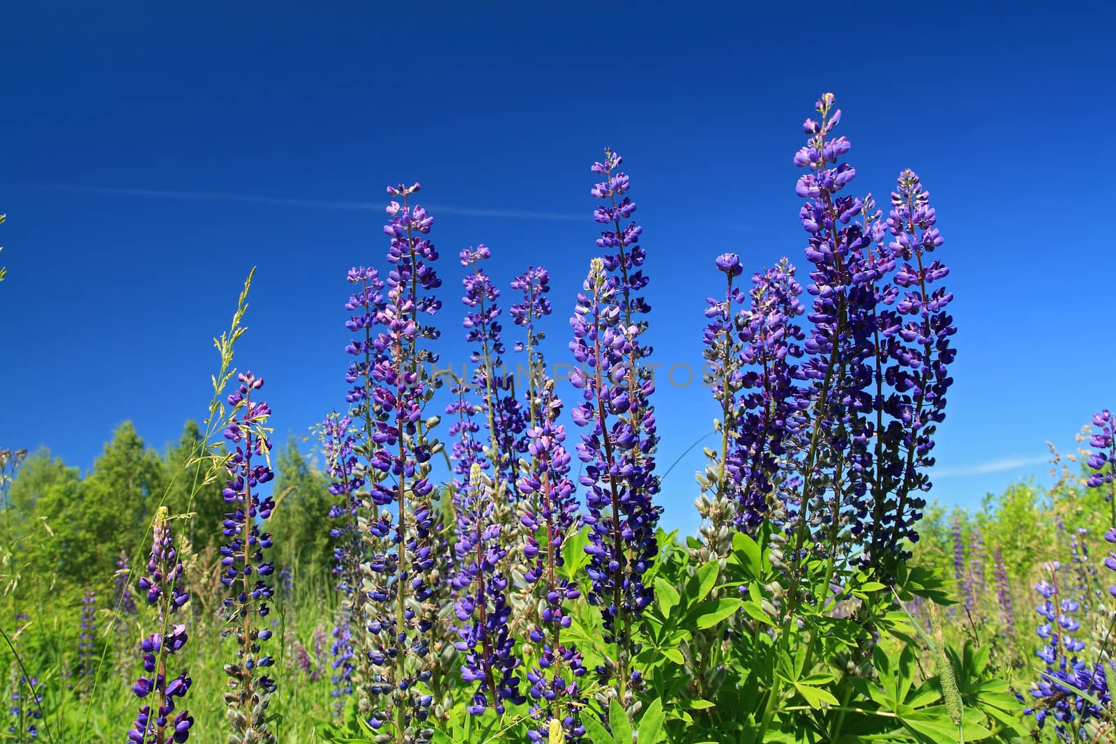 blue lupines on summer field