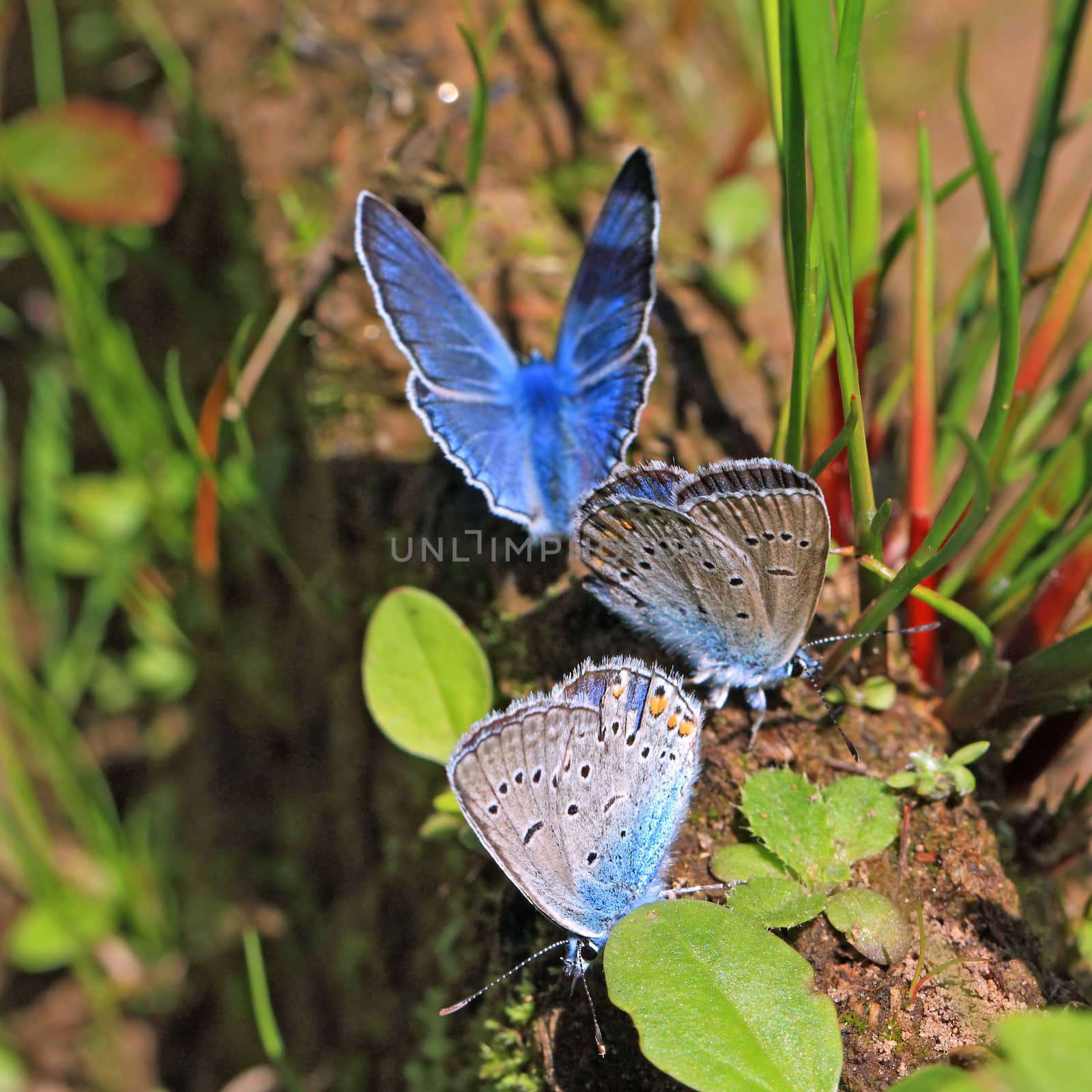 blue butterflies on field herb