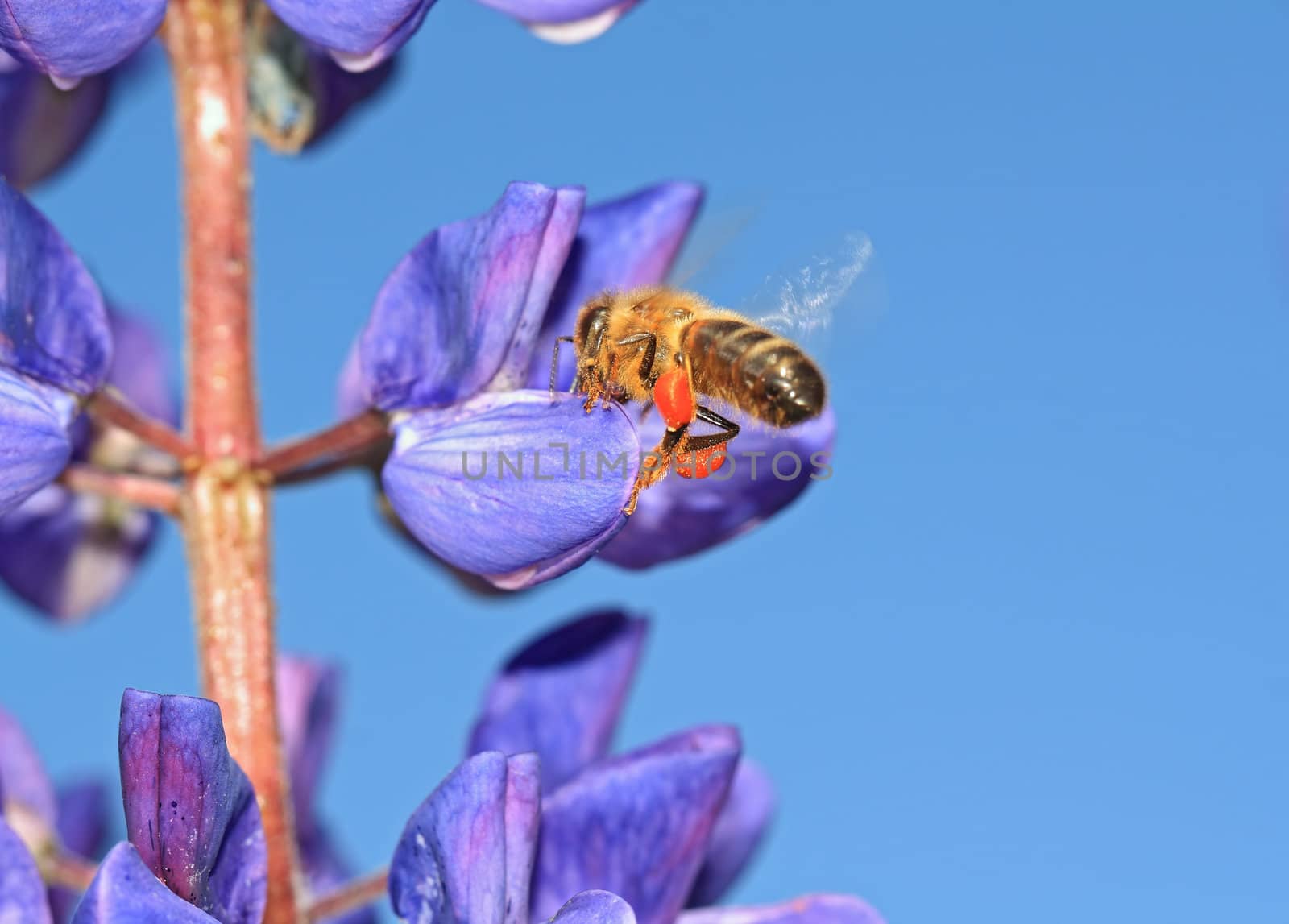 bee with pollen on turn blue lupine by basel101658