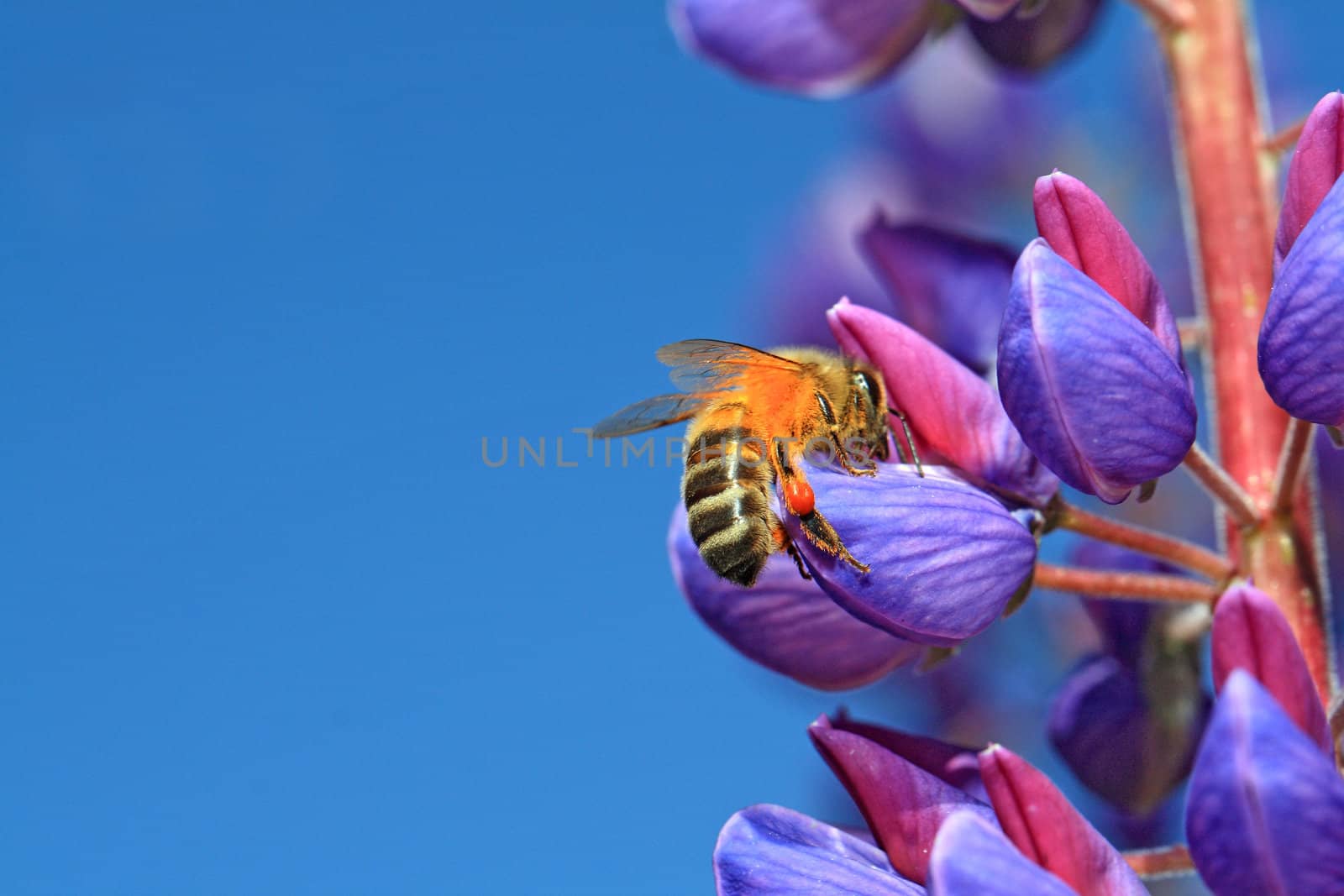 bee on blue lupine by basel101658