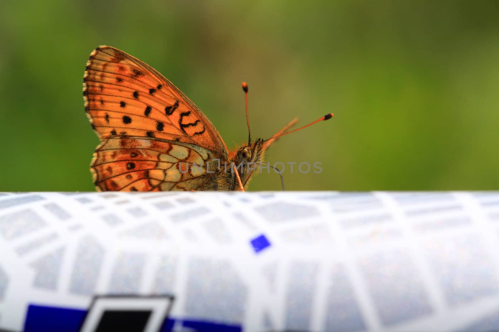 red butterfly on abstract surface by basel101658