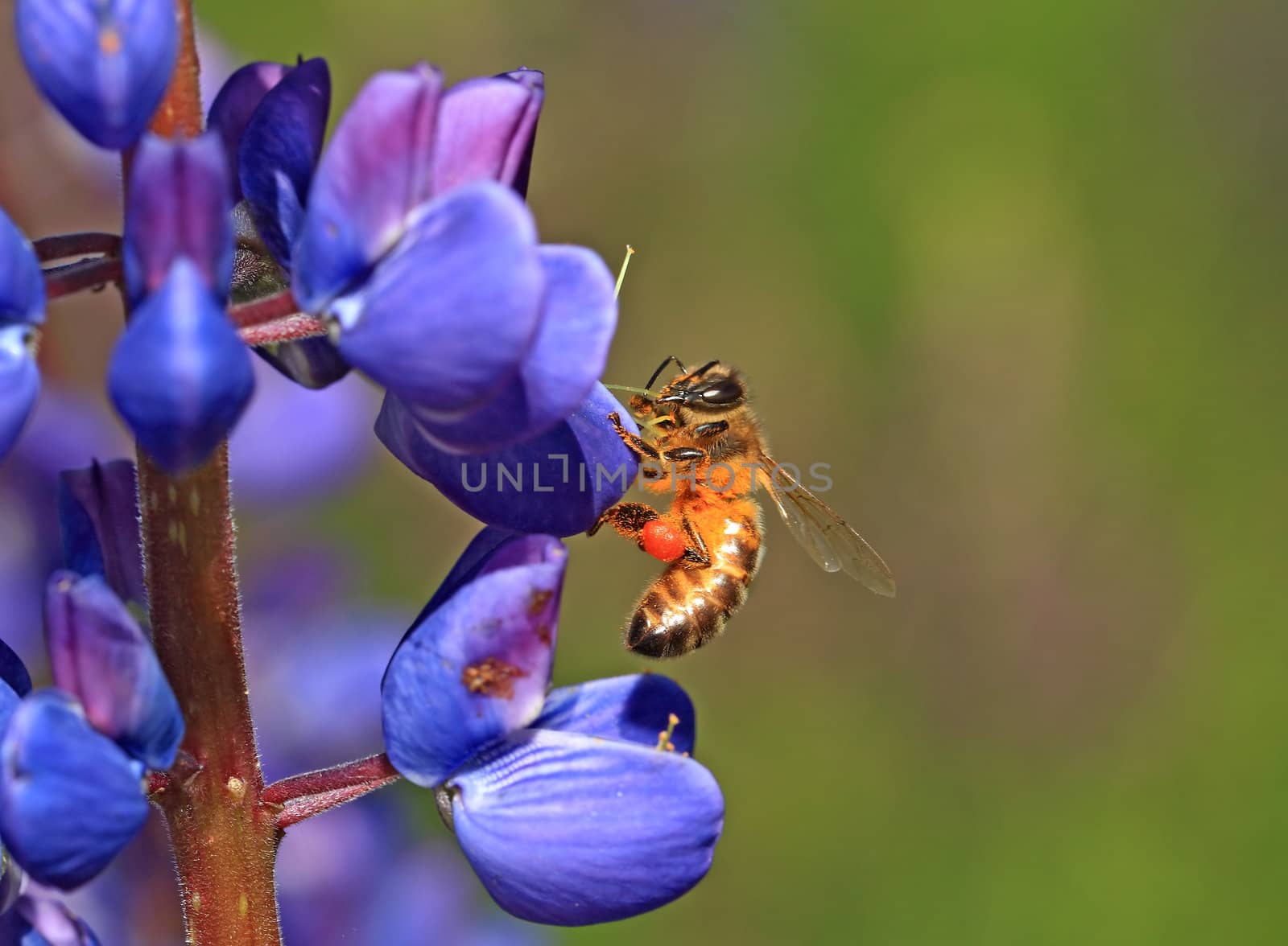bee on blue lupine by basel101658