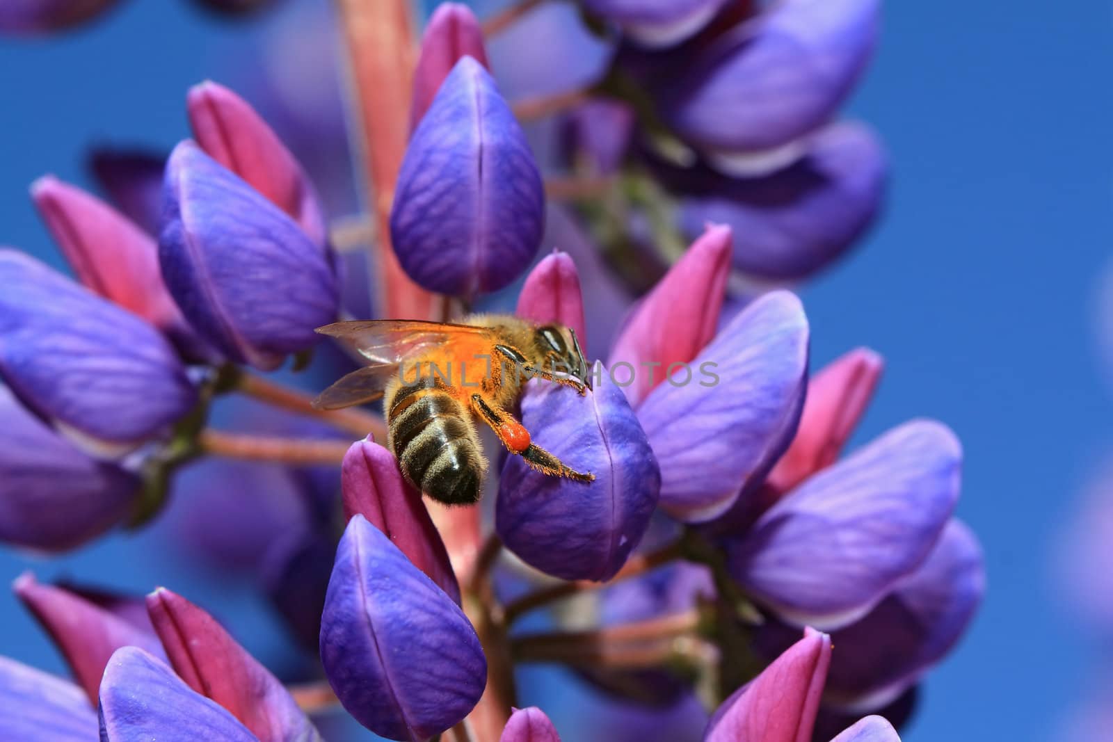 bee on blue lupine