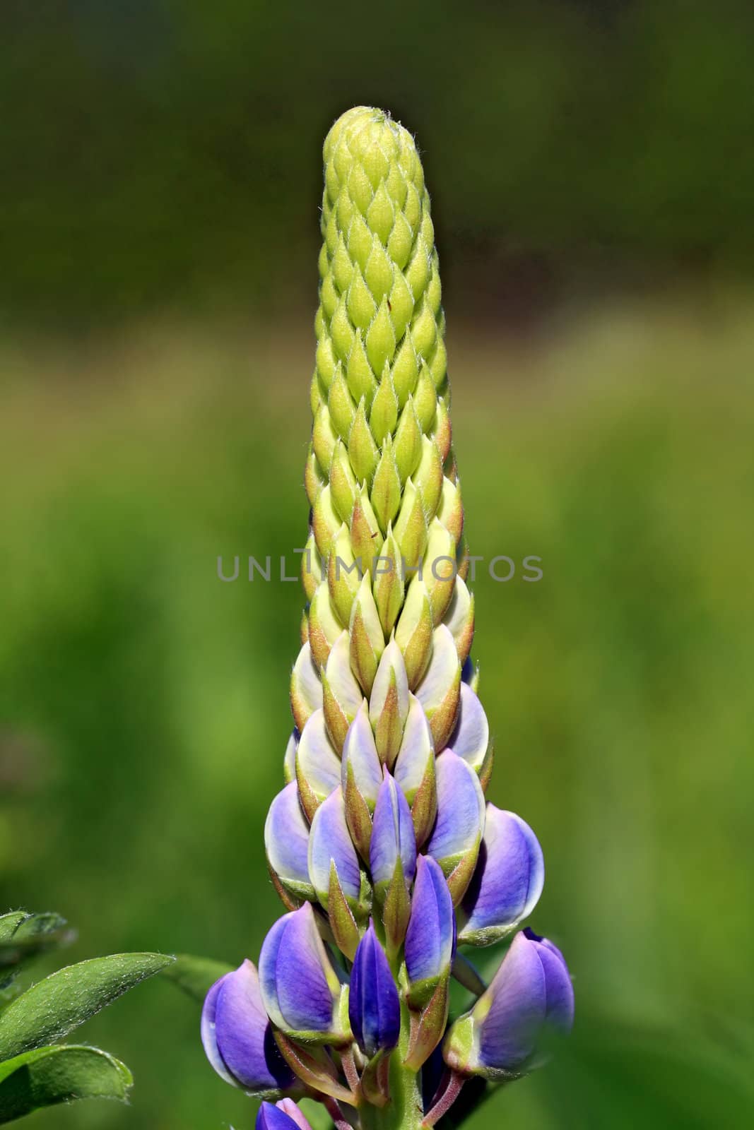 lupine on green background