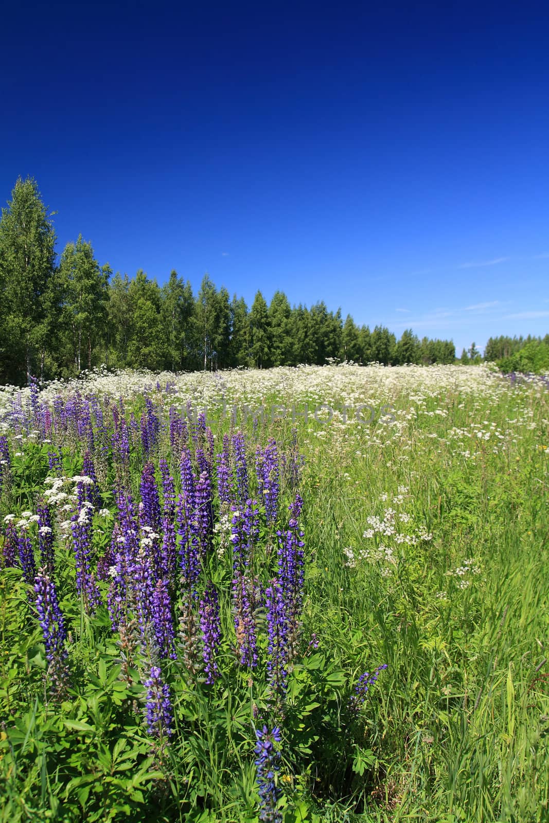 blue lupines on summer field by basel101658