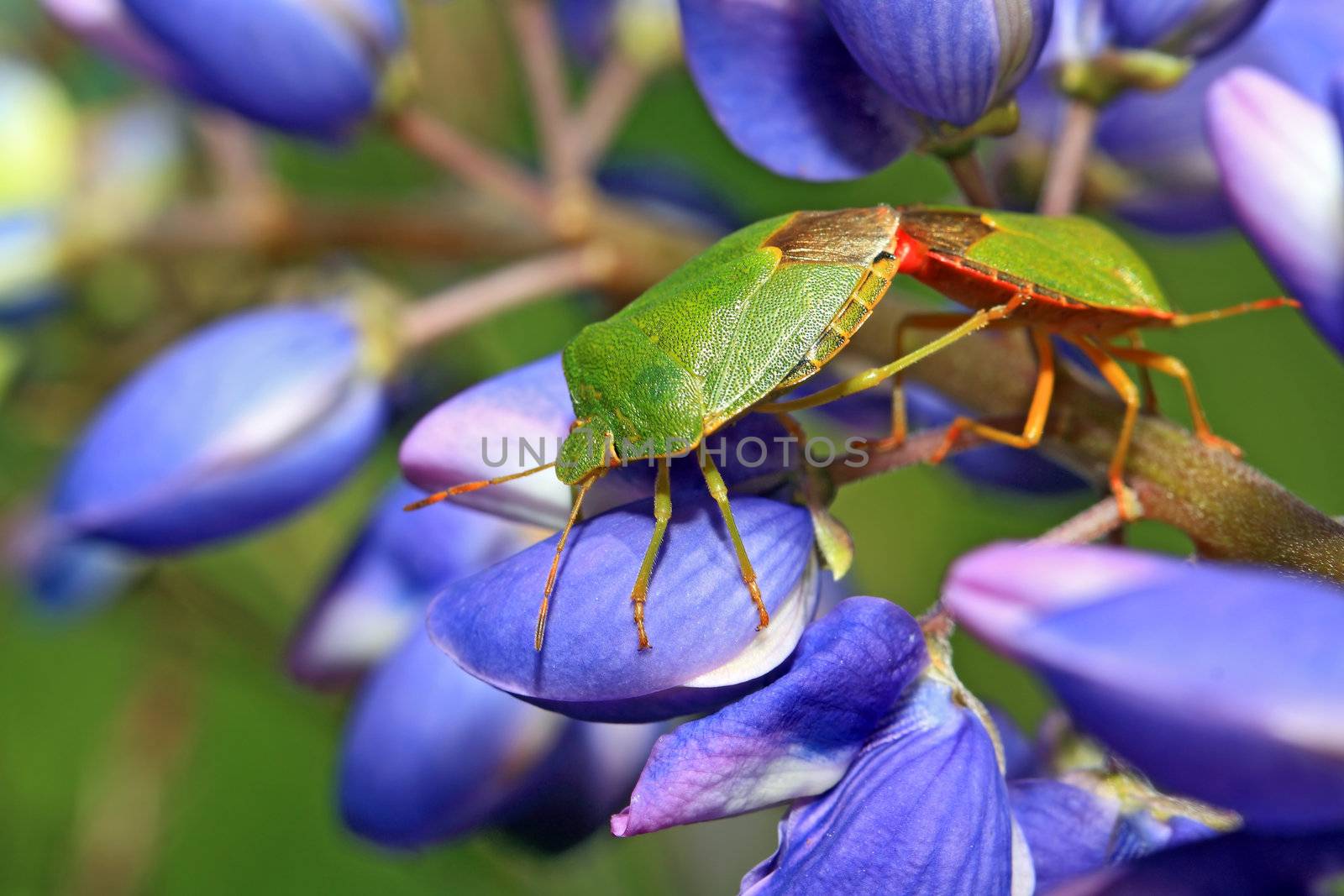 two green bedbugs on turn blue lupine by basel101658