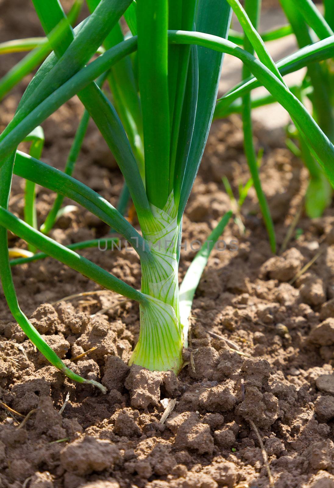 green onion in the vegetable garden