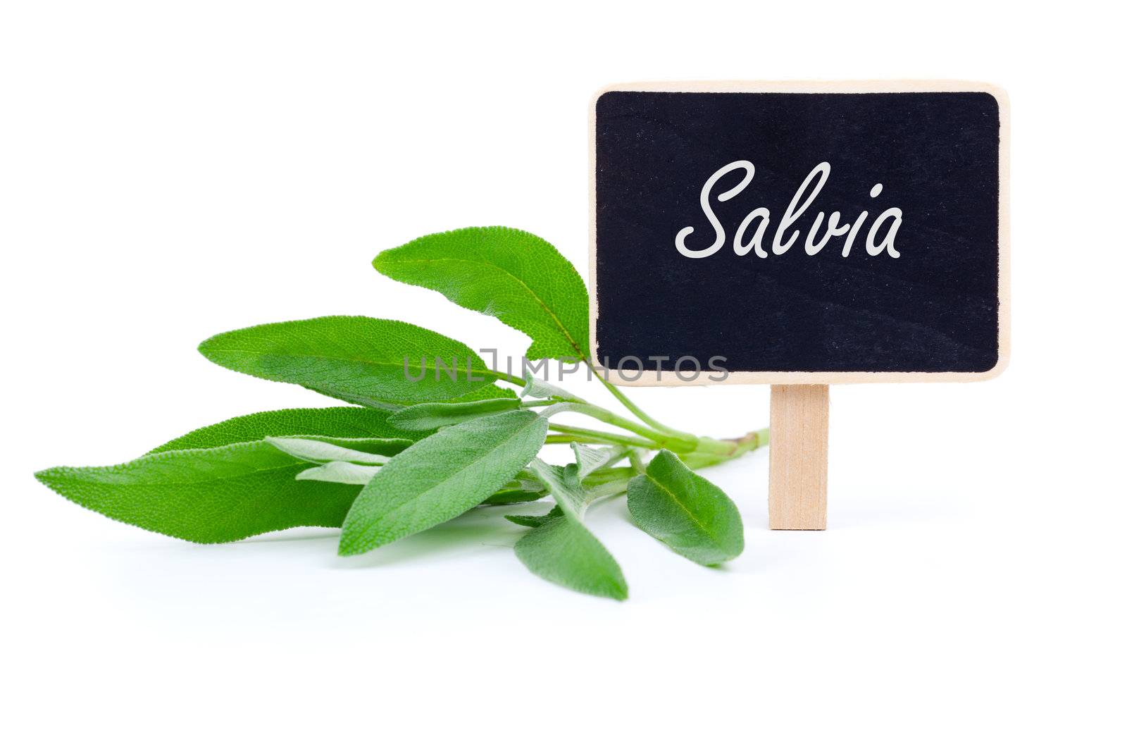 green leaves of sage with letter plate, on a white background