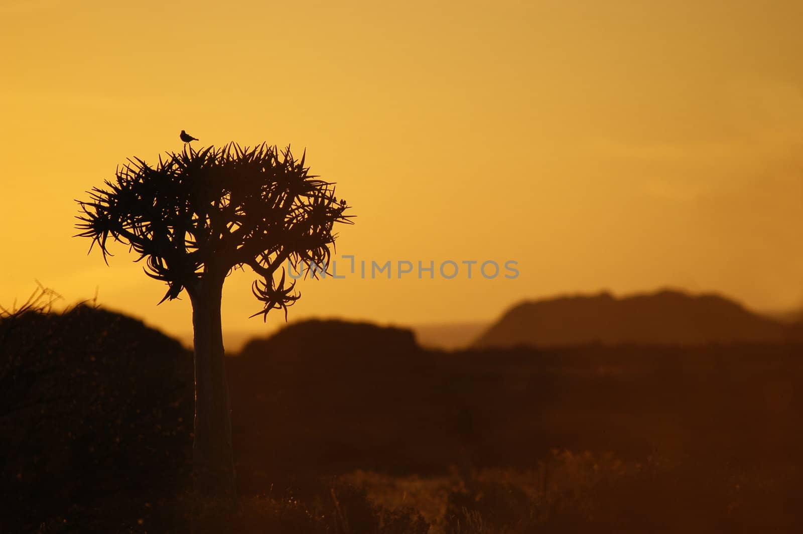 A bird on a quiver tree against the sunset