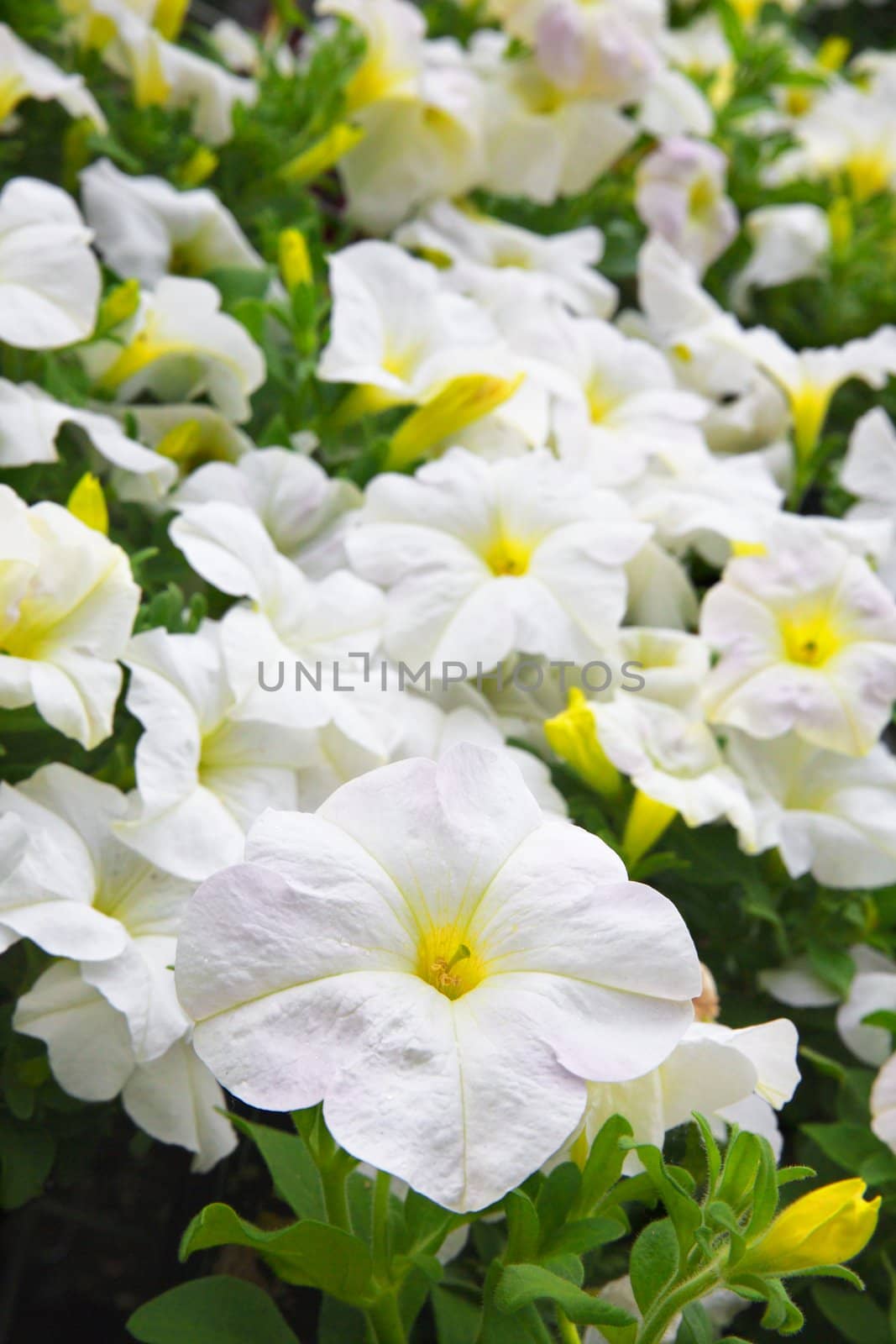 Bunch of Yellow ans white petunias with the leading flower in focus and a soft background