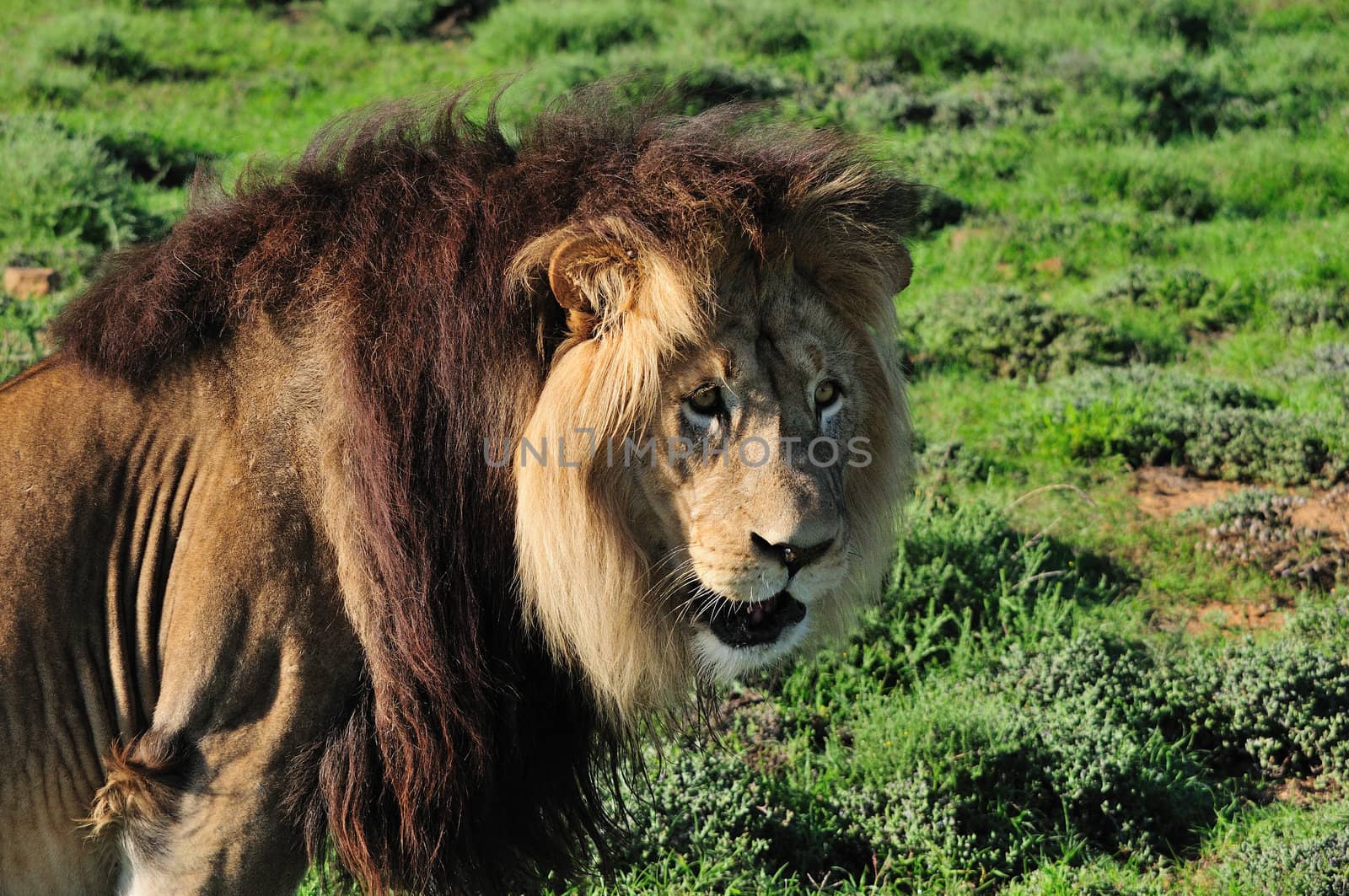 A Kalahari lion, panthera leo, in the Kuzuko contractual area of the Addo Elephant National Park in South Africa