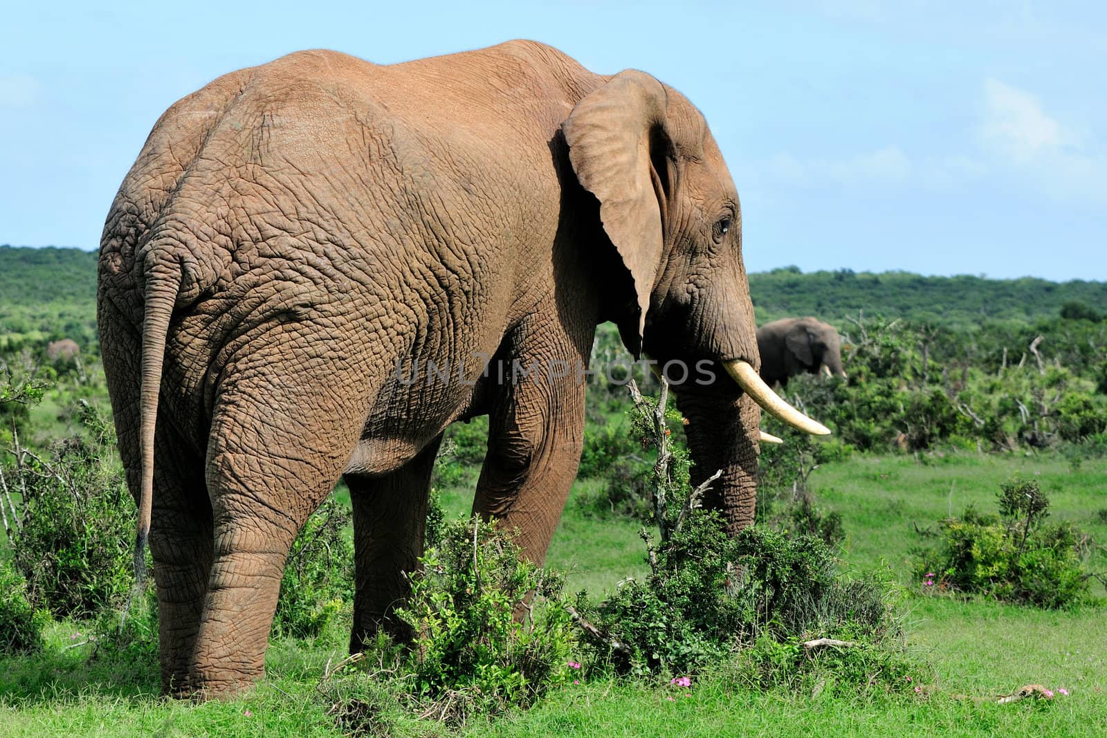 Male Elephant in the Addo Elephant National Park, South Africa
