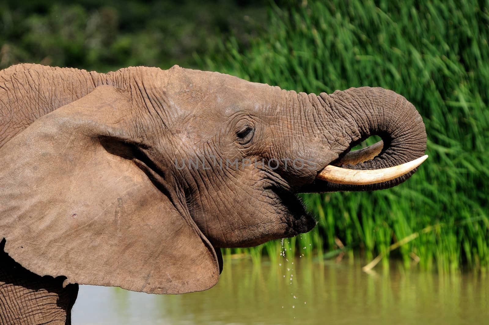 Elephant drinking water at Harpoor Dam, Addo Elephant National park, South Africa