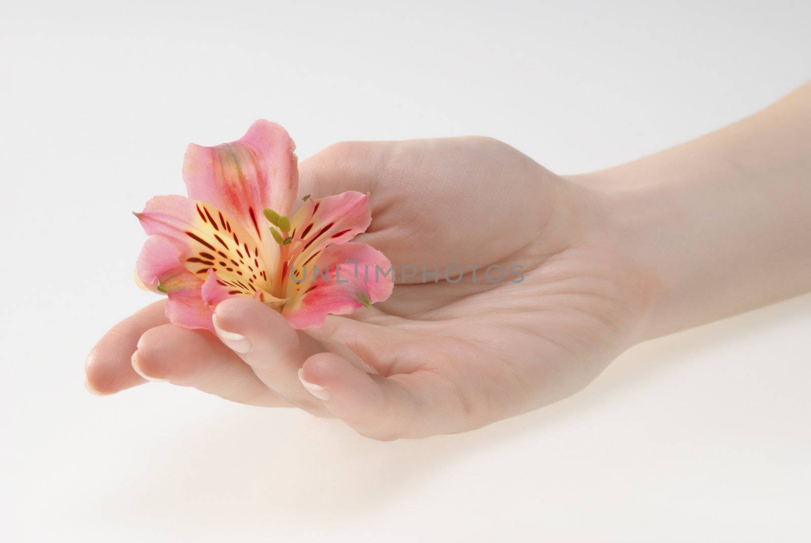 Closeup image of beautiful woman hands holding a flower