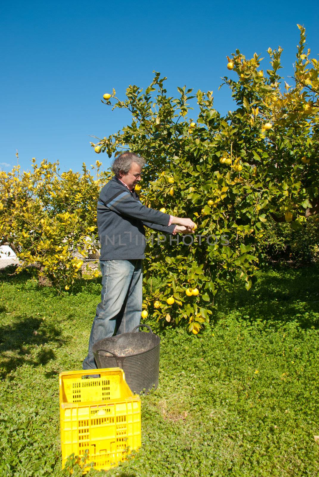 Agricultural worker picking lemons in a sunny plantation
