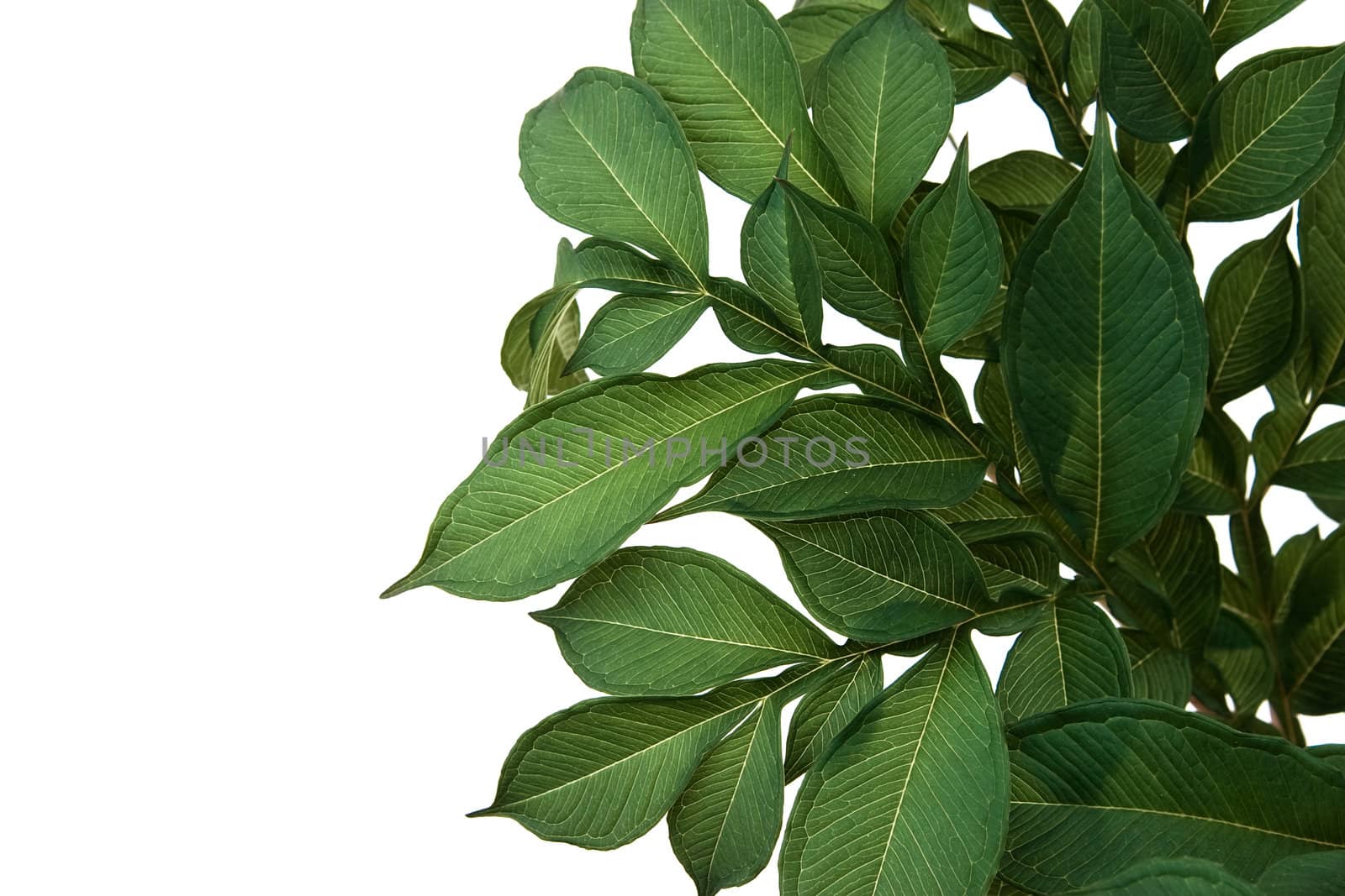 Green leaves it is isolated on a white background
