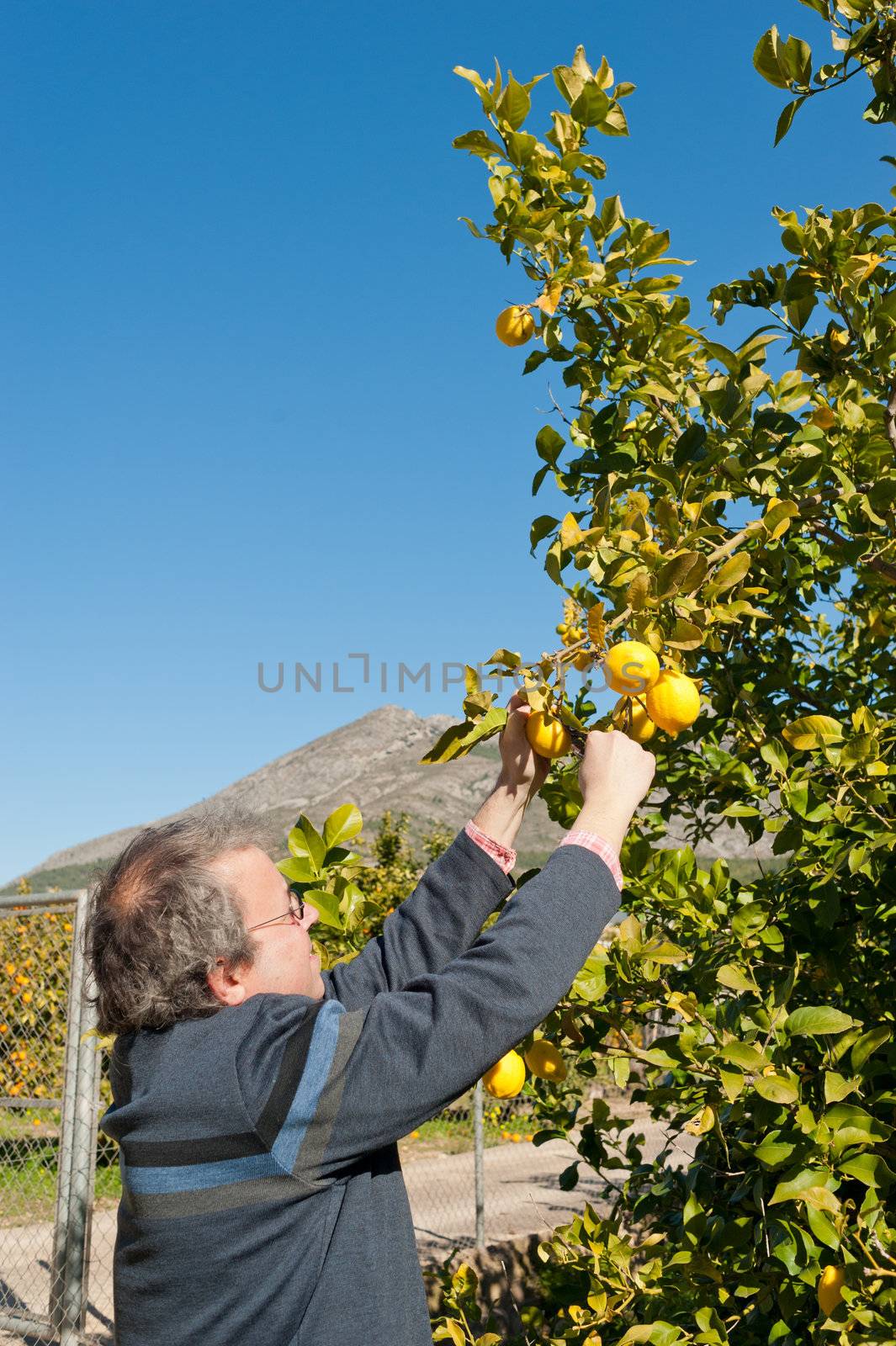  A sunny lemon plantation during harvest season