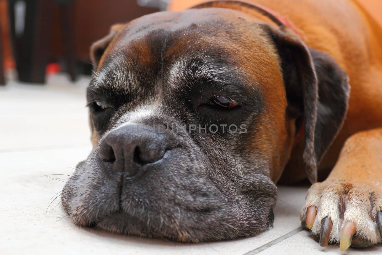 sleepy boxer breed by taviphoto