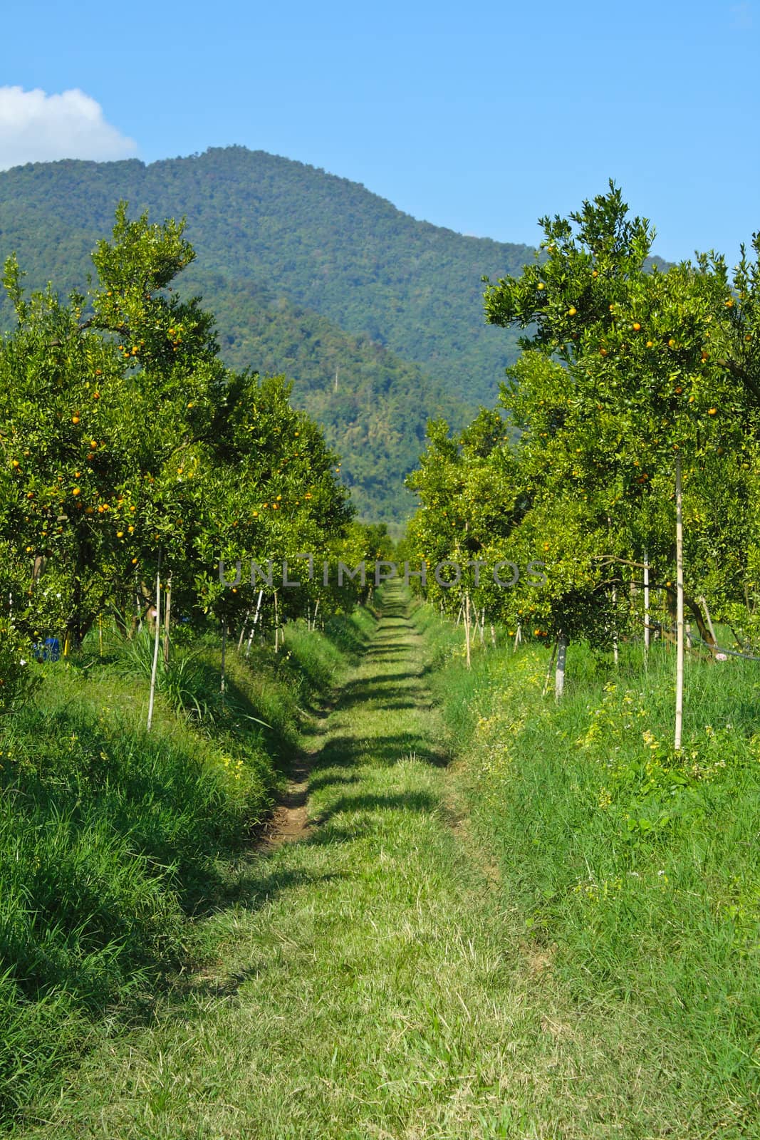 Orange groves and mountain backdrop