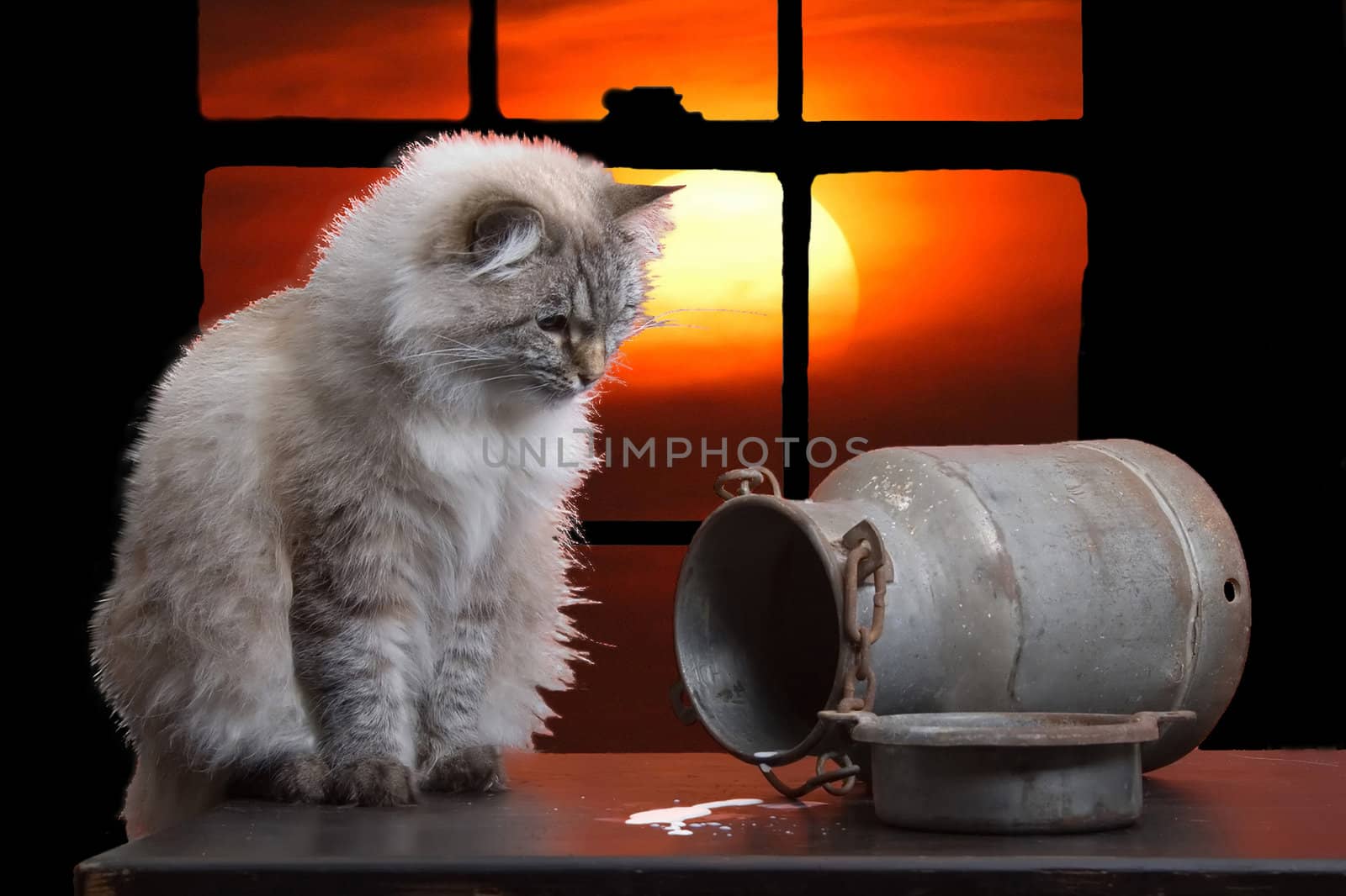 Montage from three photos of a cat, milk can and sunset