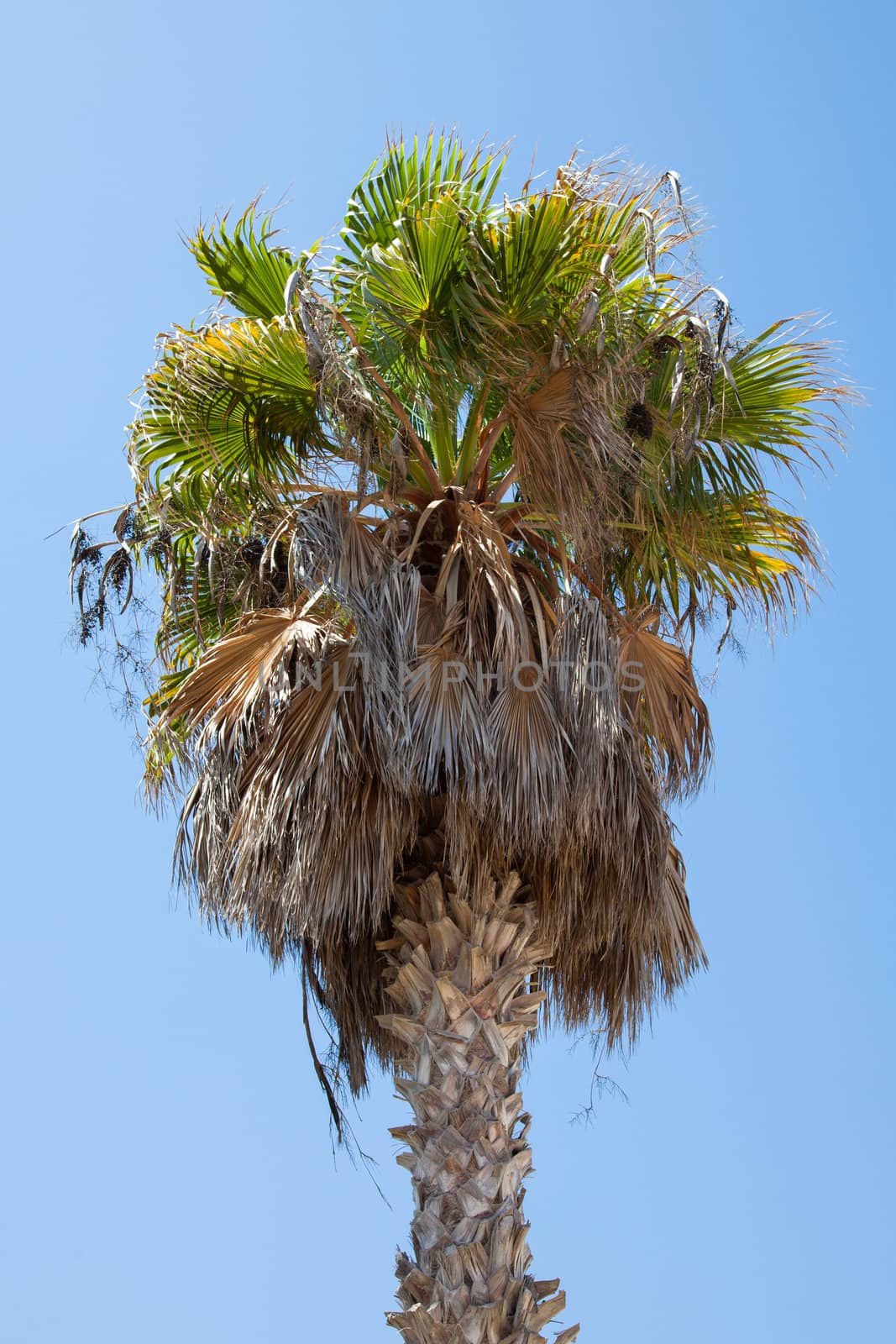 Palm tree, Tunisia