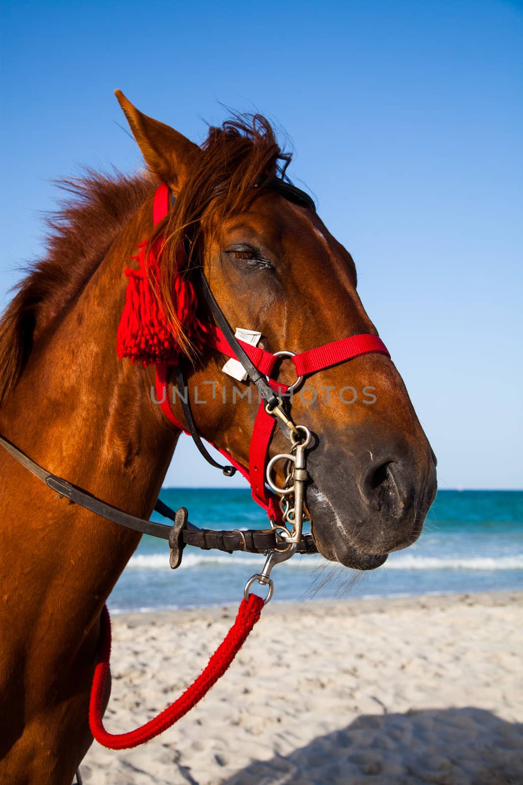 Horse head portrait, Djerba tunisia