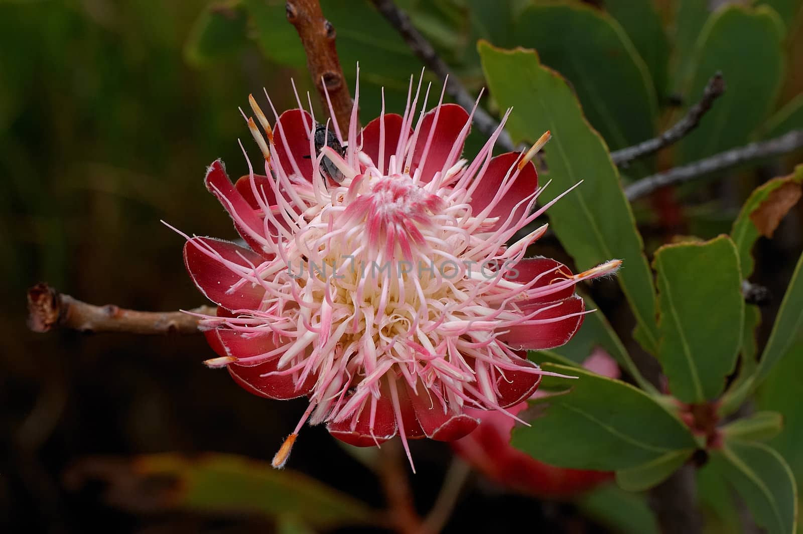 Protea Caffra, the Common Suger Bush, a small tree growing on the mountains in the Marakele National Park, Limpopo, South Africa