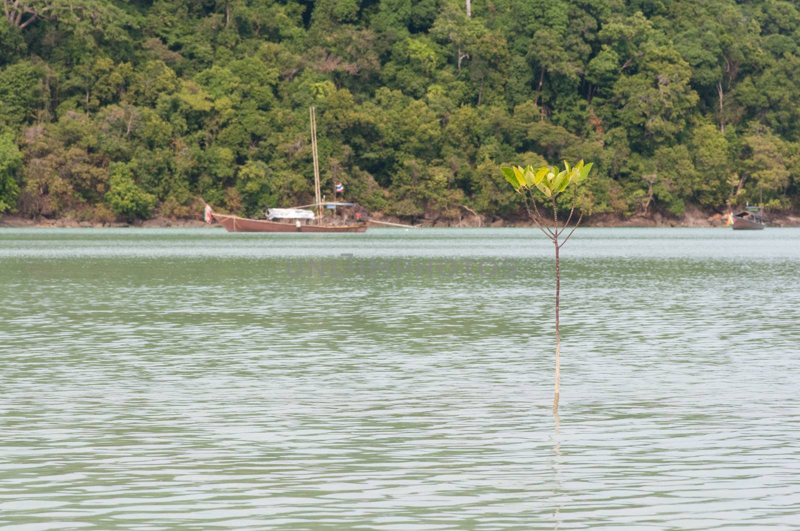 Rhizophora mucronata stay in the sea at Surin island,southren on Thailand
