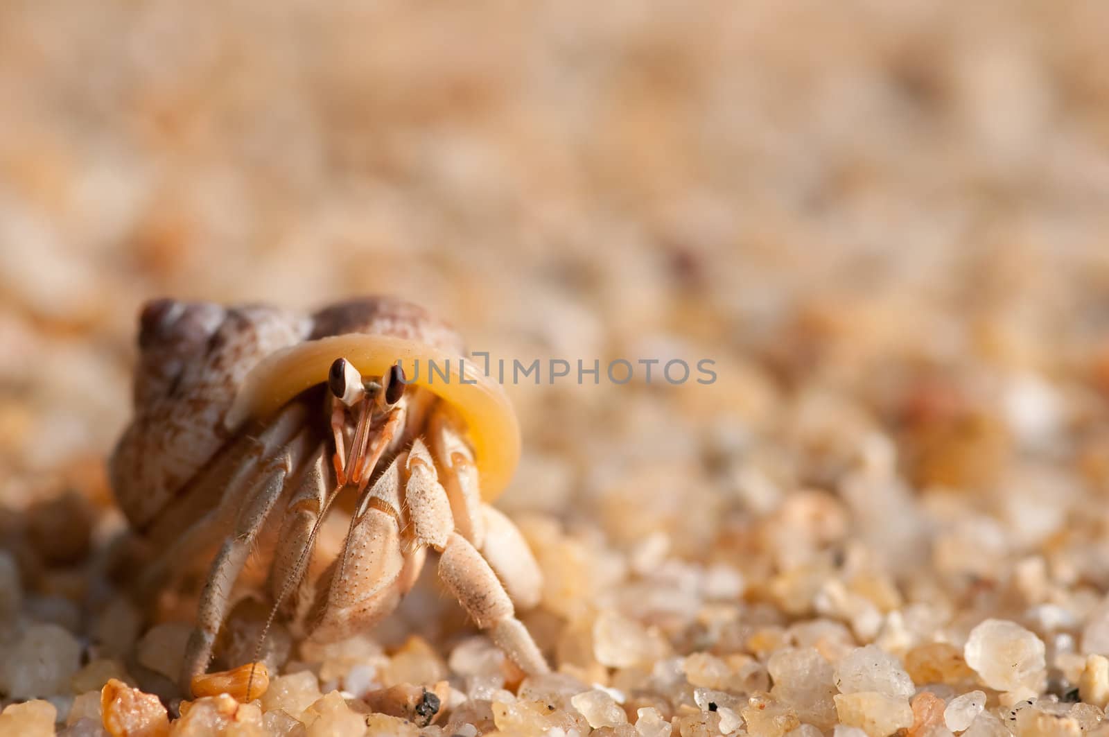 hermit crab on the beach,Surin island Thailand