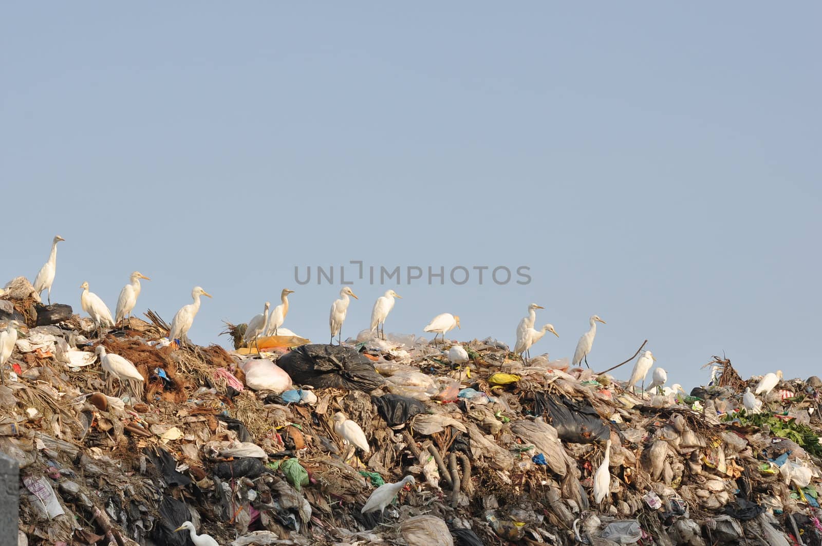 many egrets on the garbage heap
