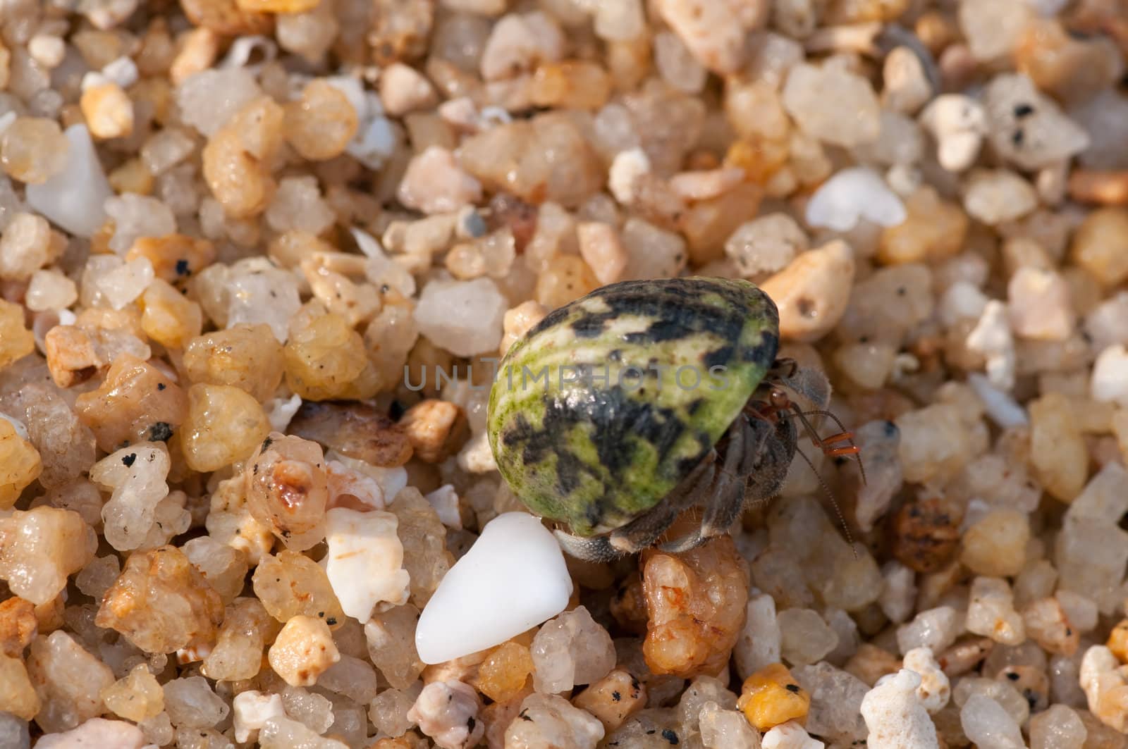 hermit crab on the beach,Surin island Thailand