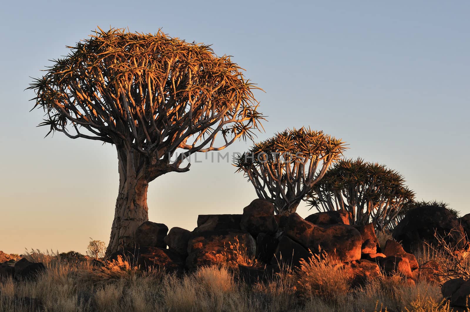 Sunrise at the Quiver Tree Forest near Keetmanshoop, Namibia