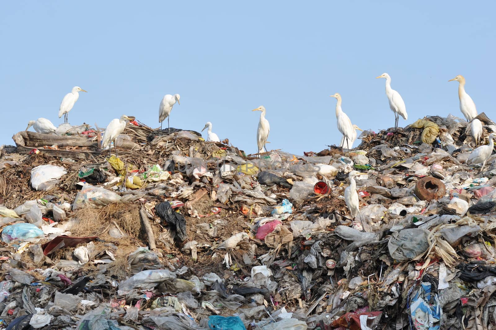 many egrets on the garbage heap