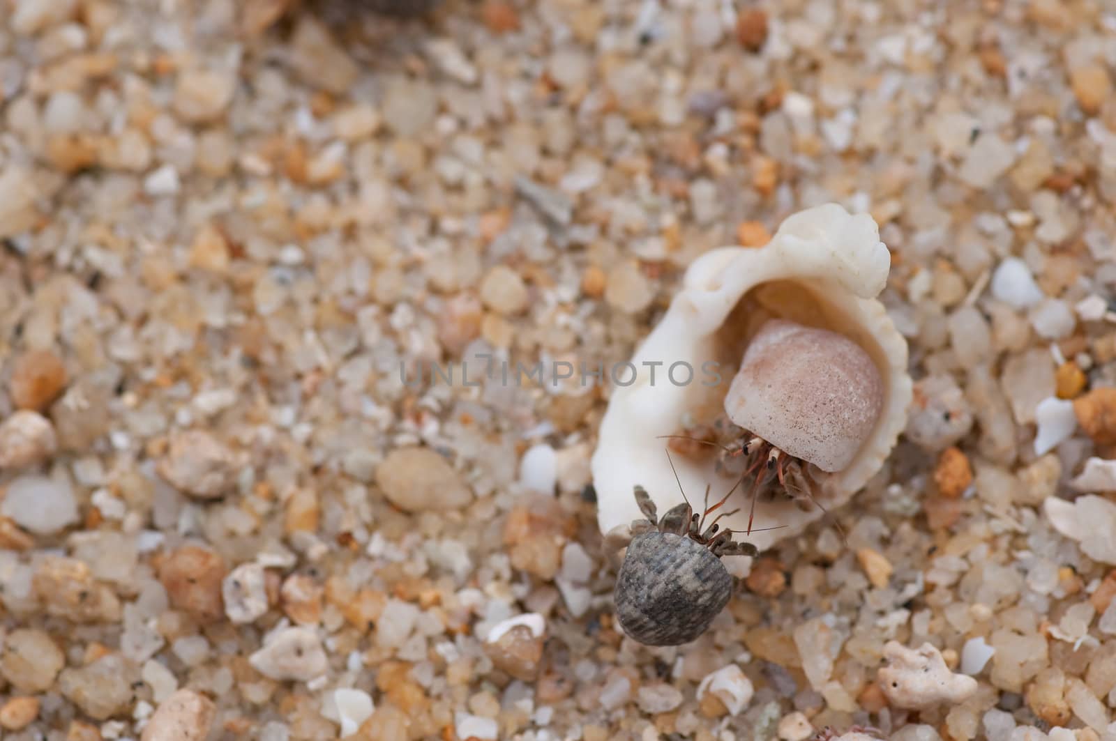 hermit crab on the beach,Surin island Thailand
