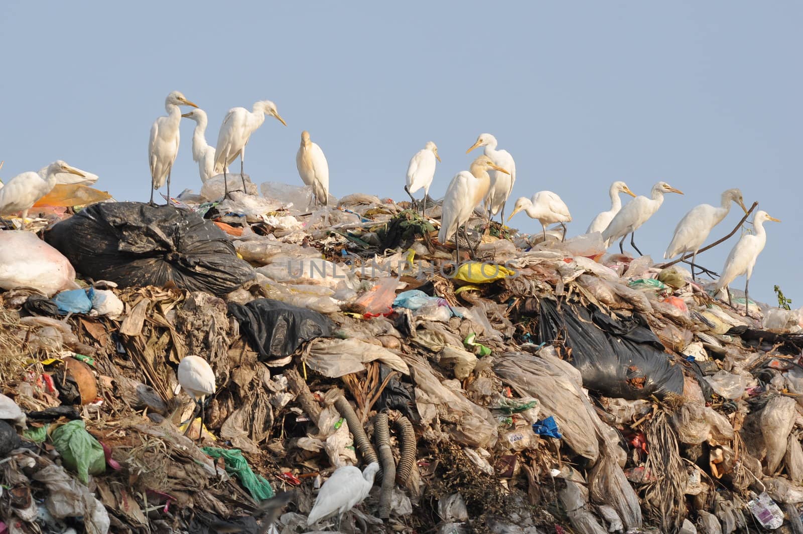 many egrets on the garbage heap