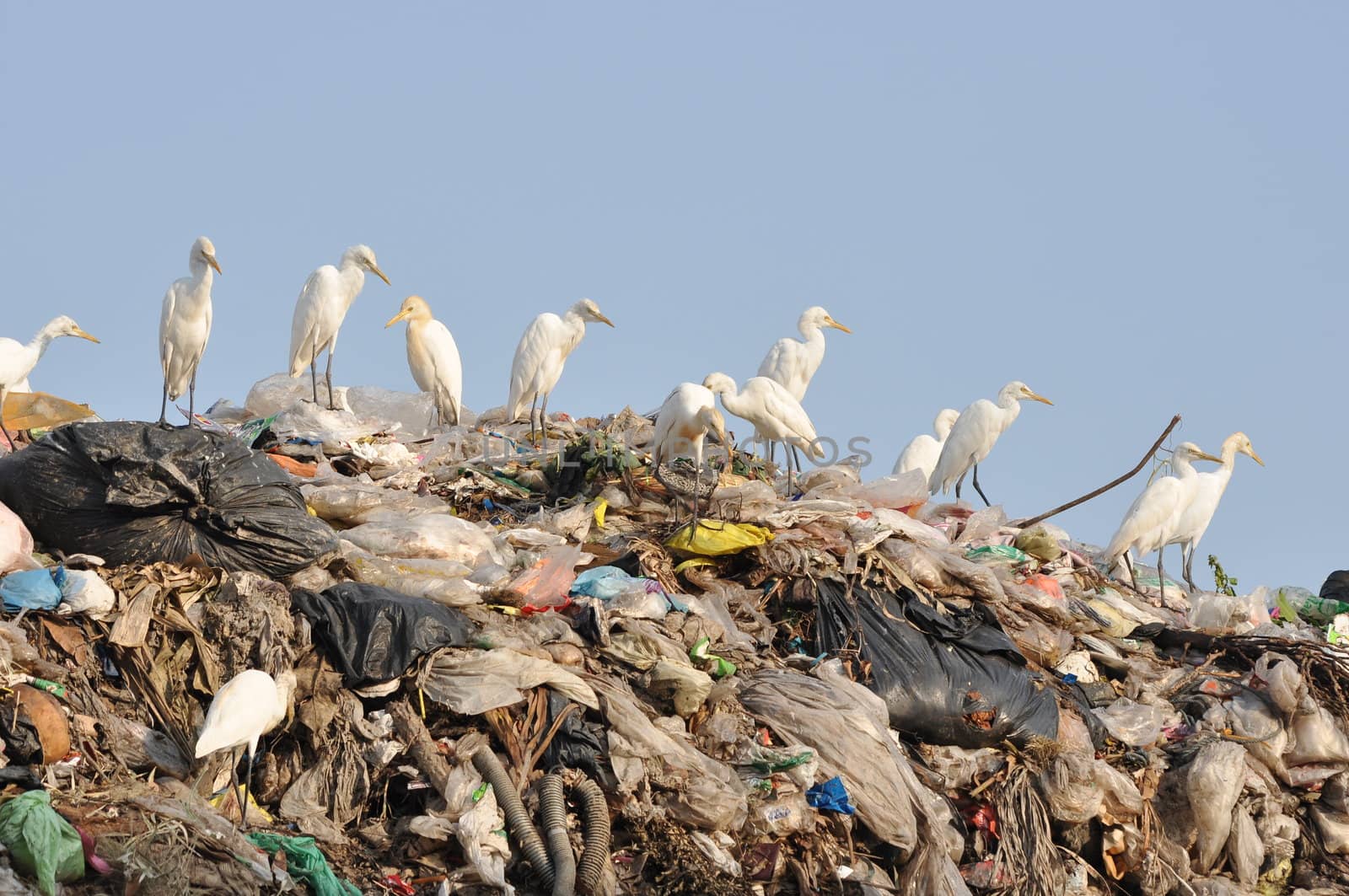 many egrets on the garbage heap